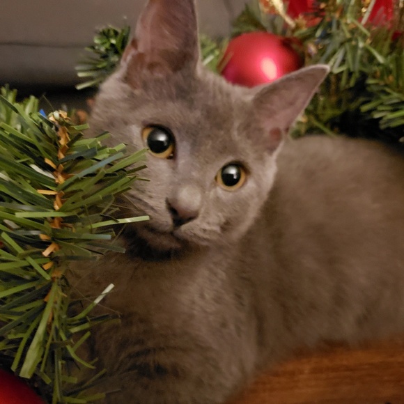 Meet your Posher, Kat - Picture 1 of 1